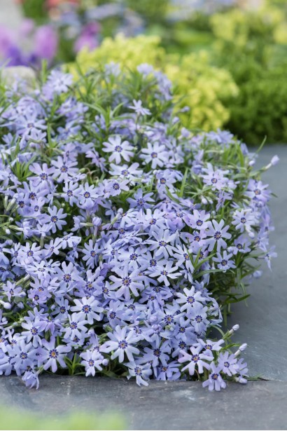 Кущ Phlox subulata Fabulous Blue Violet крупним планом